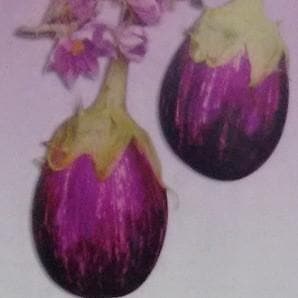 Indam 614 Brinjal Seeds - Indo American | F1 Hybrid | Buy Online at Best Price