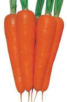 New Kuroda Carrot Seeds - Nongwoo | F1 Hybrid | Buy Online - DesiKheti