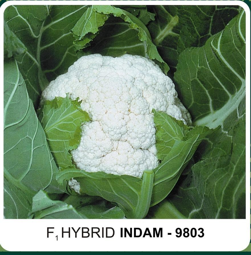 Indam 9803 Cauliflower Seeds - Indo American | F1 Hybrid | Buy Online at Best Price