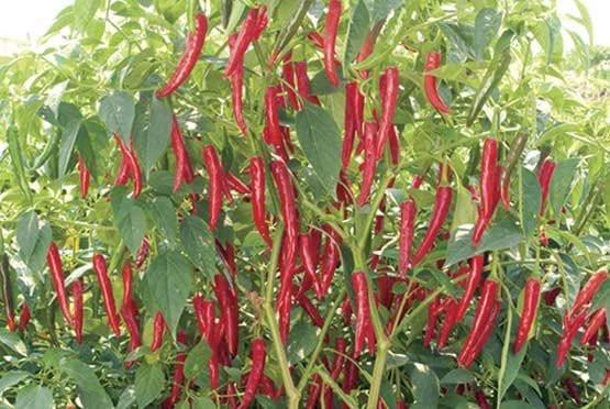 Indam 5 Chilli Seeds - Indo American | F1 Hybrid | Buy Online at Best Price