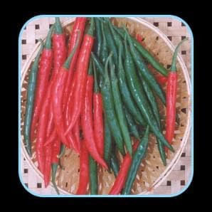 S - 16 Chilli Seeds - Sungro | F1 Hybrid | Buy Online at Best Price