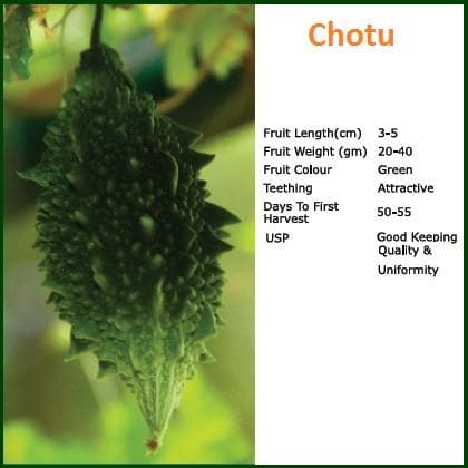 Chotu Bitter Gourd Seeds - Bioseed | F1 Hybrid | Buy Online at Best Price