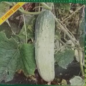 Indam Swadisht Cucumber Seeds - Indo American | F1 Hybrid | Buy Online at Best Price