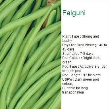 Falguni Garden Beans Seeds - Seminis | F1 Hybrid | Buy Online at Best Price