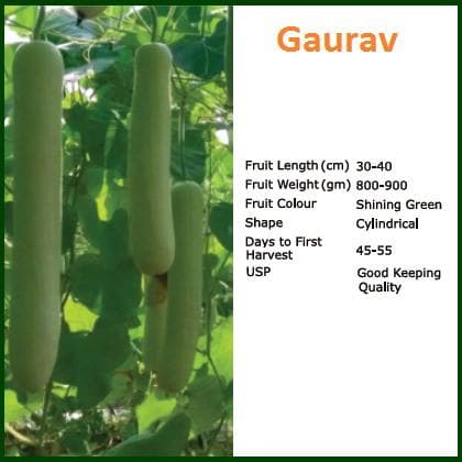 Gaurav Bottle Gourd Seeds - Bioseed | F1 Hybrid | Buy Online at Best Price