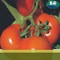 Heemsohna Tomato Seeds - Syngenta | F1 Hybrid | Buy Online at Best Price