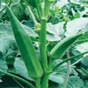 Indam 9821 Bhendi (Okra) Seeds - Indo American | F1 Hybrid | Buy Online at Best Price