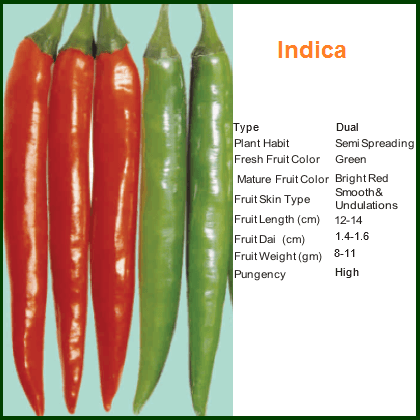 Bioseed Indica Chilli Seeds | F1 Hybrid | Buy Online at Best Price