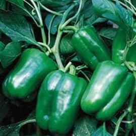 Indra Capsicum Seeds - Syngenta | F1 Hybrid | Buy Online at Best Price