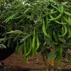 Indus V 13 Chilli Seeds | F1 Hybrid | Buy Online at Best Price