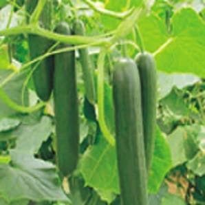 Kafka Cucumber Seeds - Syngenta | F1 Hybrid | Buy Online at Best Price