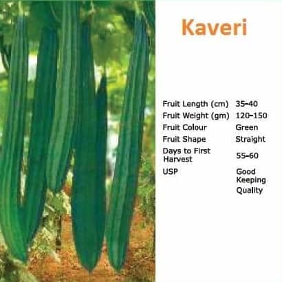 Kaveri Ridge Gourd Seeds - Bioseed | F1 Hybrid | Buy Online Now