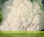 Kimaya Cauliflower Seeds - Syngenta | F1 Hybrid | Buy Online at Best Price