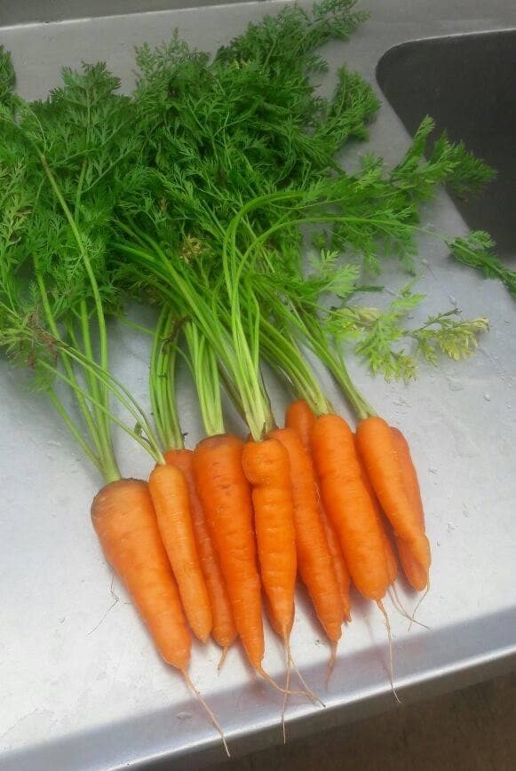 Indam Kuroda Carrot Seeds - Indo American | F1 Hybrid | Buy Online at Best Price