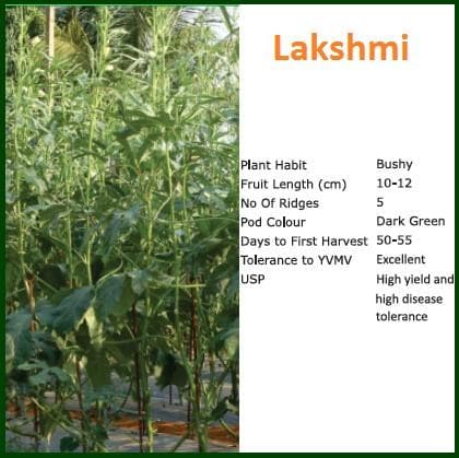 Lakshmi Bhendi (Okra) Seeds - Bioseed | F1 Hybrid | Buy Online at Best Price