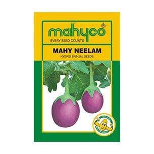 MAHY Neelam Brinjal Seeds - Mahyco | F1 Hybrid | Buy Online Now