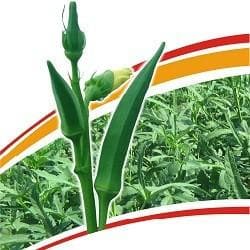 MAHY No. 64 Bhendi seeds - Mahyco | F1 Hybrid | Buy Online at Best Price