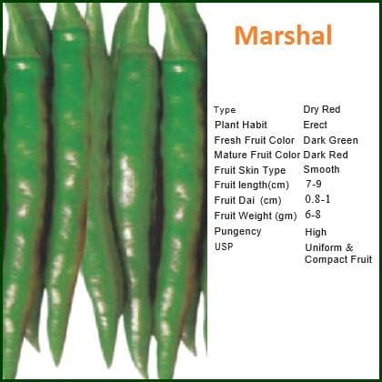 Marshal Chilli Seeds - Bioseed | F1 Hybrid | Buy Online at Best Price