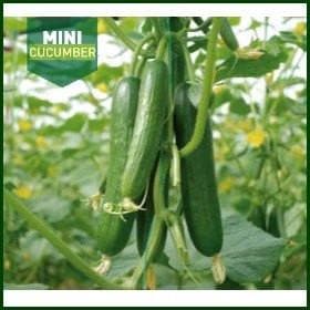 Mini Angel Cucumber Seeds -Fito | F1 Hybrid | Buy Online at Best Price