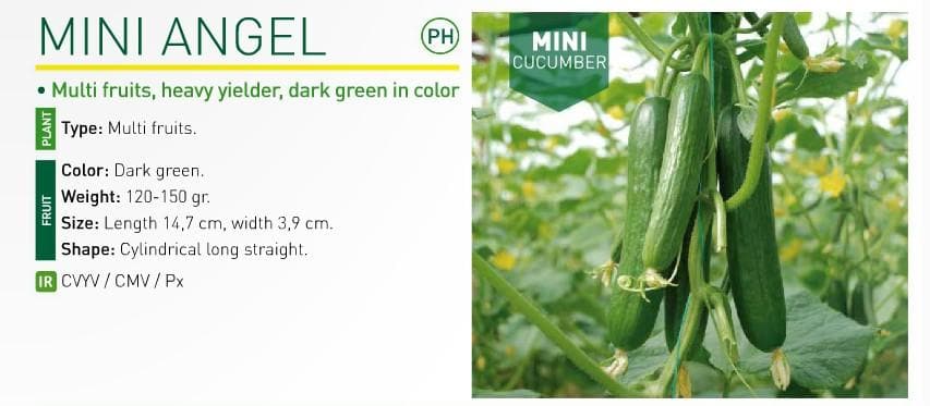 Mini Angel Cucumber Seeds -Fito | F1 Hybrid | Buy Online at Best Price