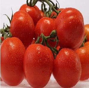 Naveen Tomato Seeds - Indo American | F1 Hybrid | Buy Online at Best Price