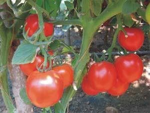 NS 1068 Tomato Seeds - Namdhari | F1 Hybrid | Buy Online at Best Price