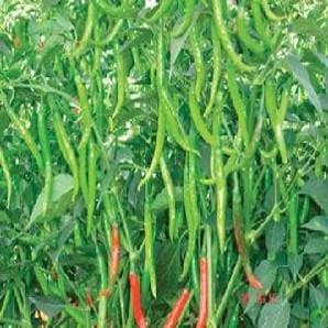 NS 1101 Chilli Seeds - Namdhari | F1 Hybrid | Buy Online at Best Price