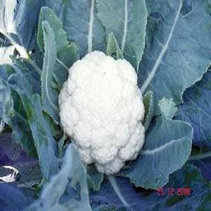 NS 131 Cauliflower Seeds - Namdhari | F1 Hybrid | Buy Online at Best Price