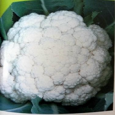 NS 1448 Cauliflower Seeds - Namdhari | F1 Hybrid | Buy Online at Best Price