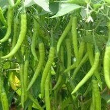 NS 1701 Chilli Seeds - Namdhari | F1 Hybrid | Buy Online at Best Price