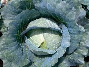 NS 183 Cabbage Seeds - Namdhari | F1 Hybrid | Buy Online at Best Price