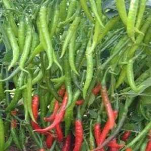 NS 227 Chilli Seeds - Namdhari | F1 Hybrid | Buy Online at Best Price