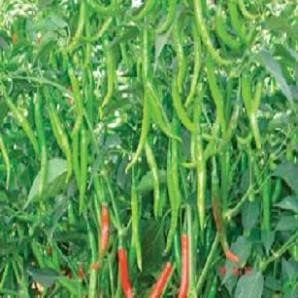 NS 230 Chilli Seeds - Namdhari | F1 Hybrid | Buy Online at Best Price