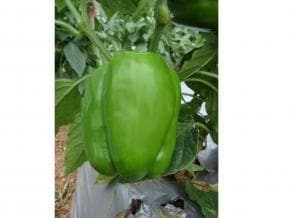 NS 292 Capsicum Seeds -Namdhari | F1 Hybrid | Buy Online at Best Price