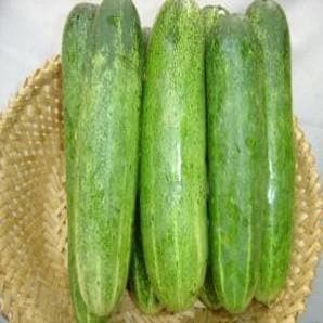 NS 415 Cucumber Seeds - Namdhari | F1 Hybrid | Buy Online at Best Price