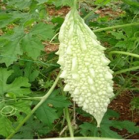 NS 435 (H7041) White Bitter Gourd Seeds - Namdhari | F1 Hybrid | Buy Online at Best Pric