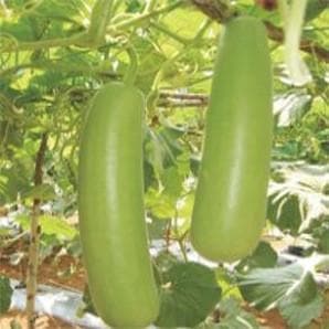 NS 443 Bottle Gourd Seeds - Namdhari | F1 Hybrid | Buy Online at Best Price