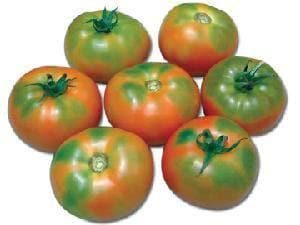 NS 585 Tomato Seeds - Namdhari | F1 Hybrid | Buy Online at Best Price