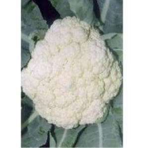 NS 60N Cauliflower Seeds - Namdhari | F1 Hybrid | Buy Online at Best Price