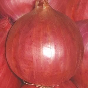 Indam Gulab Onion Seeds - Indo American | F1 Hybrid | Buy Online at Best Price