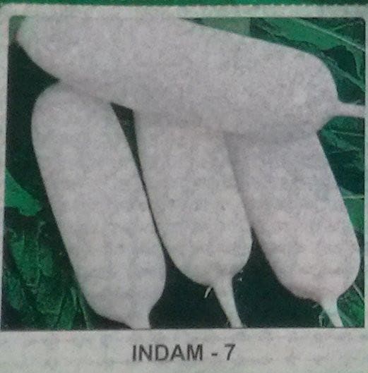 Indam Swetha Radish Seeds - Indo American | F1 Hybrid | Buy Online at Best Price