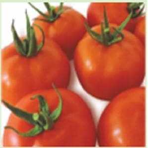 Rakshak Tomato Seeds - Nunhems | F1 Hybrid | Buy Online at Best Price