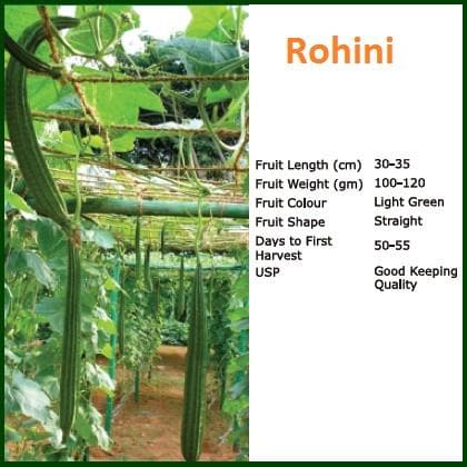 Rohini Ridge Gourd Seeds - Bioseed | F1 Hybrid | Buy Online at Best Price