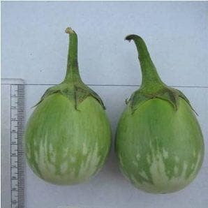 Romi Brinjal Seeds - VNR | F1 Hybrid | Buy Online at Best Price