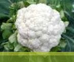 Suhasini Cauliflower Seeds - Syngenta | F1 Hybrid | Buy Online at Best Price