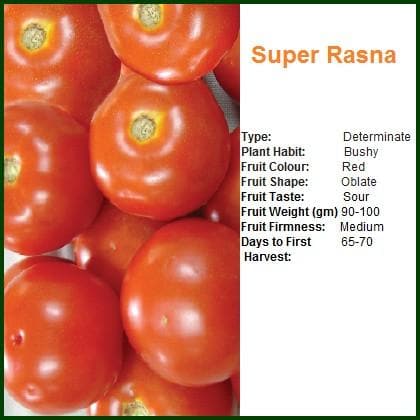 Super Rasna Tomato Seeds - Bioseed | F1 Hybrid | Buy Online at Best Price