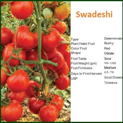 Swadeshi Tomato Seeds - Bioseed | F1 Hybrid | Buy Online at Best Price