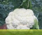 Tetris Cauliflower Seeds - Syngenta | F1 Hybrid | Buy Online at Best Price