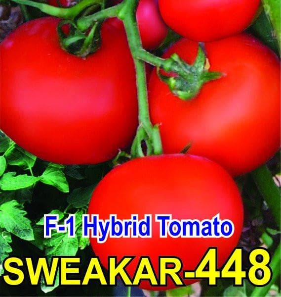 Sweakar-448 Tomato Seeds - PHS | F1 Hybrid | Buy Online at Best Price