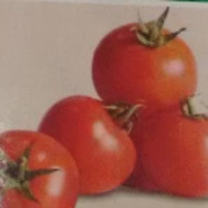 Indam Ruchi Gold Tomato Seeds - Indo American | F1 Hybrid | Buy Online at Best Price